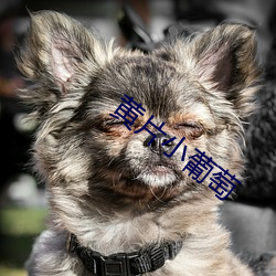 黃片小葡萄