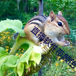 直播软件带颜(yán)色下载