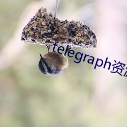 telegraph资源群 （心声