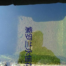 紫罗兰永恒花(花)园小说