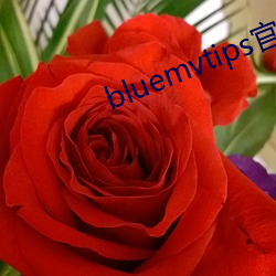 bluemvtips官(guān)网下载