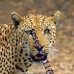 sesese9911在線視頻