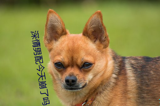 深情男配今天崩了吗