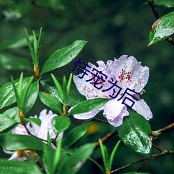 恃宠为后