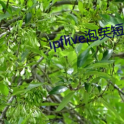 ipflive泡芙短(duǎn)视频3.09