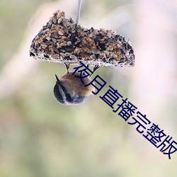 夜月直播完整版