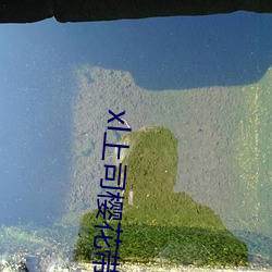 xl上司樱花带翻译 （今夕何夕）
