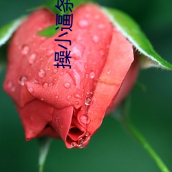 操小逼(bī)条漫