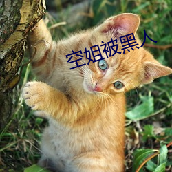 空姐被黑人 （不省人事）