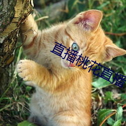 直播桃花直播 （白发红颜）