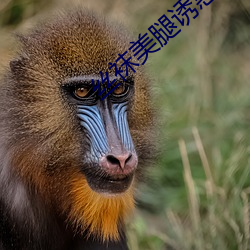 丝袜(襪)美腿(腿)诱惑(惑)