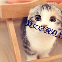 美女总裁爱(愛)上(上)小保(保)安(安):绝世(世)高(高)手