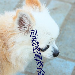 同城密聊约会神器