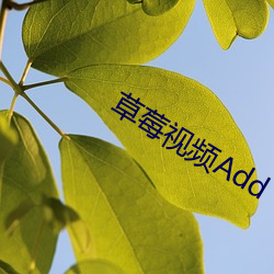 草莓(莓)视(視)频Add