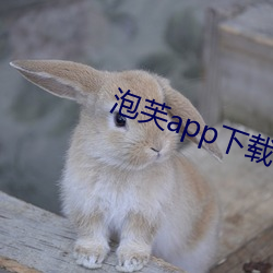 ܽappapi һţ