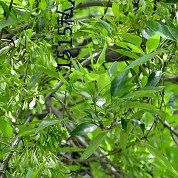 1515私人电影(影)入口mg