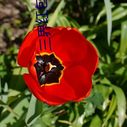 三界紅包群