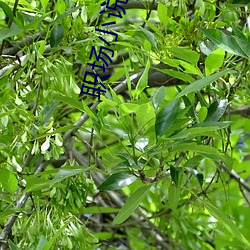 918博天堂·(中国)手机版客户端