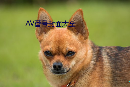 AV番号封面大全 （季布一诺）