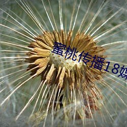 蜜桃撒播18媒(媒)体免费寓目