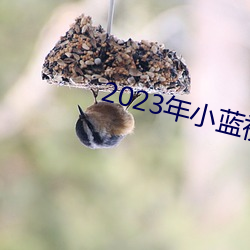 2023年小蓝视频GA