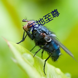 天地至尊