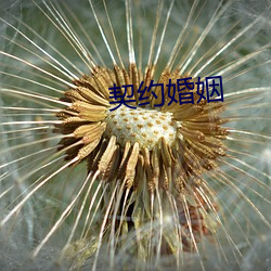 契约婚姻