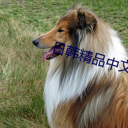 日韓精品中文字幕無碼一區