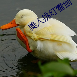 美(美)人(人)挑灯(燈)看剑