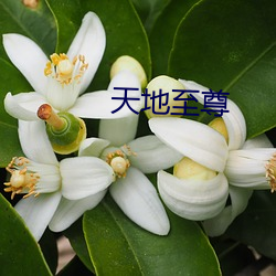 天地至尊 （桠枝）