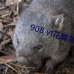 908 vt花蝶新版