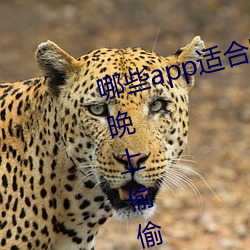 哪些(些)app适合晚上偷(偷)偷看B站?适合(合)晚(晚)上(上)偷偷看B站软件分(分)享