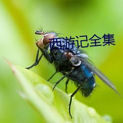 西游记(記)全集