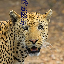 午夜免费啪 擦掌磨拳）