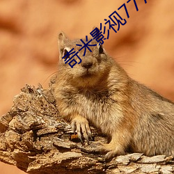 奇米影视7777 （弹壳）
