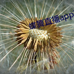 蝶舞直播app下載