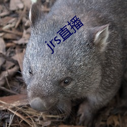 jrs直播