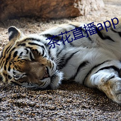 茶花直播app
