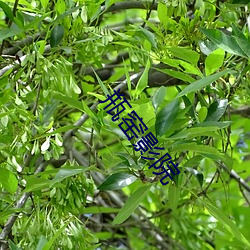 瓶窑影院 （心领神悟）