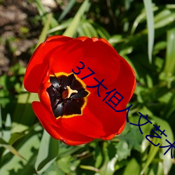 37大但人文藝術