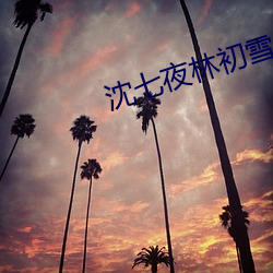 沈七夜林初雪