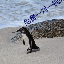 免(miǎn)费一对一(yī)视频私聊app