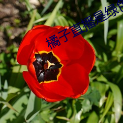橘子(子)直(直)播是绿色的(的)吗