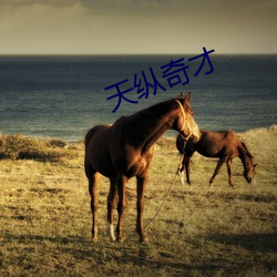 天纵奇才