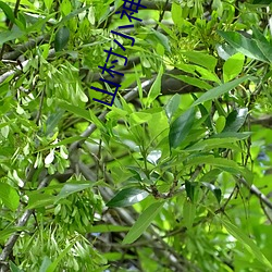 山村小神医王铁柱