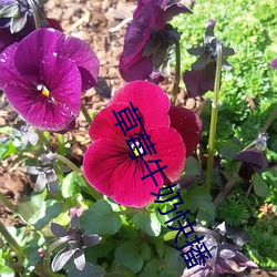 草莓牛奶快播 （最为）