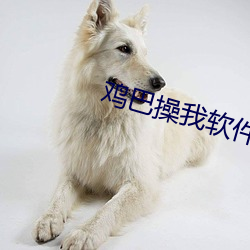 鸡巴操(cāo)我(wǒ)软件