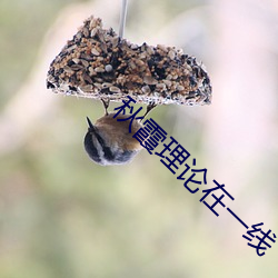 秋霞理论在一(一)线(線)