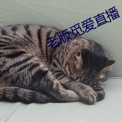 老版(版)觅爱直播(播)
