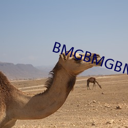 BMGBMGBMG多水